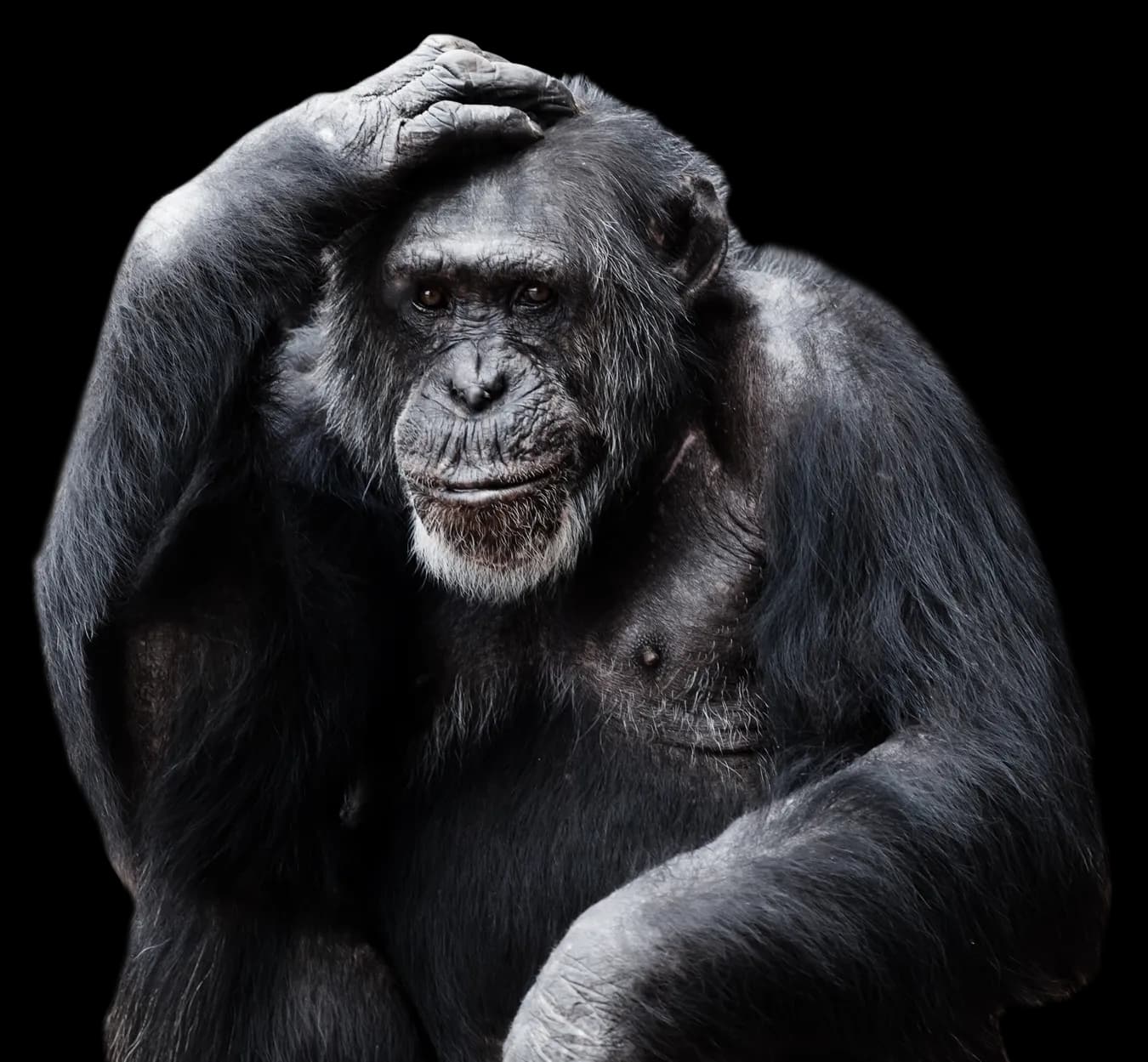 Chimpanzee-PNG-Isolated-Image