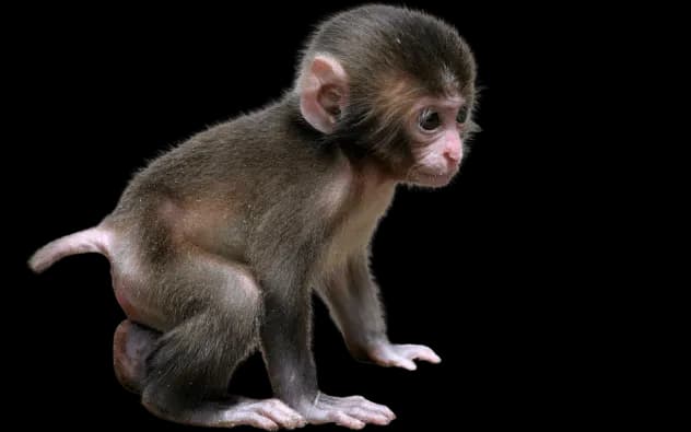 Chimpanzee-PNG-Photos