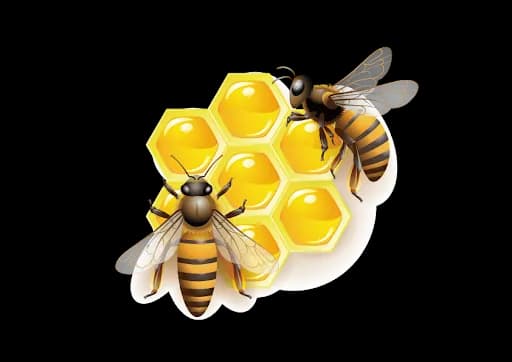 Clipart-Honey-Bee-Vector-Transparent-PNG
