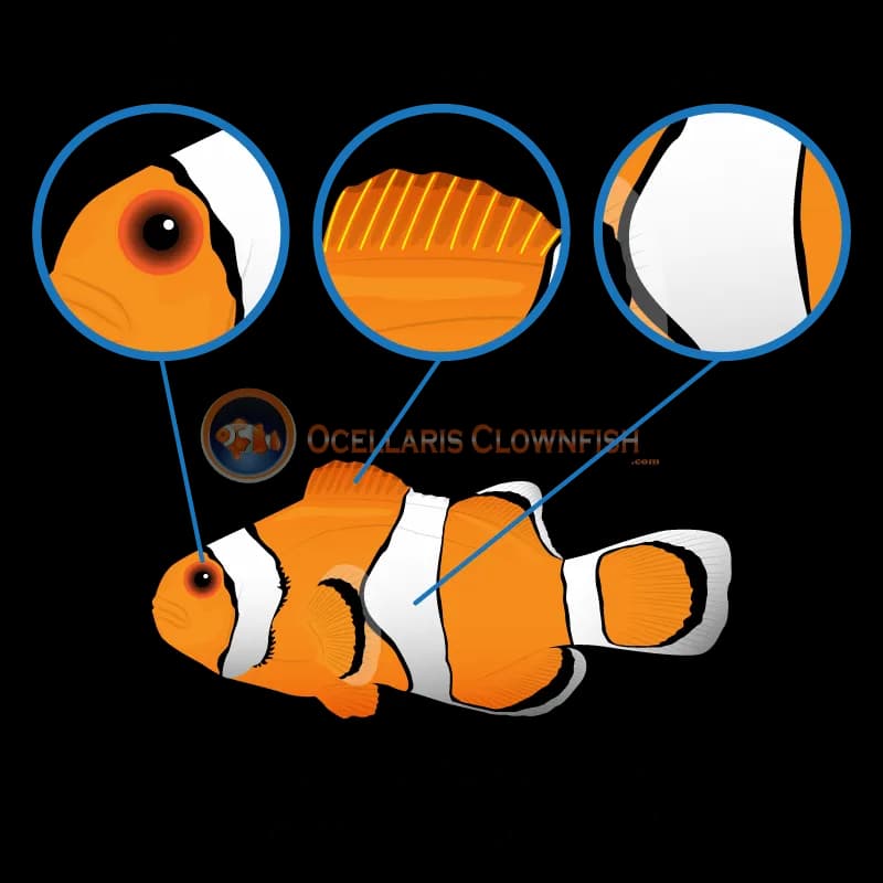 Clown-Fish-Transparent-PNG
