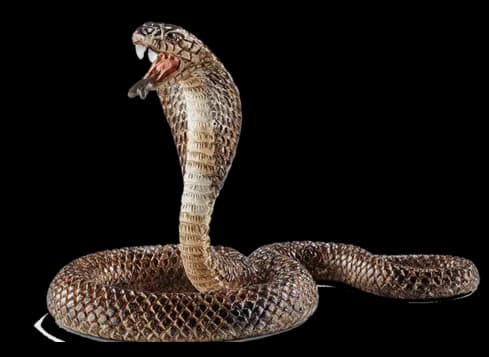 Cobra-PNG-Photos