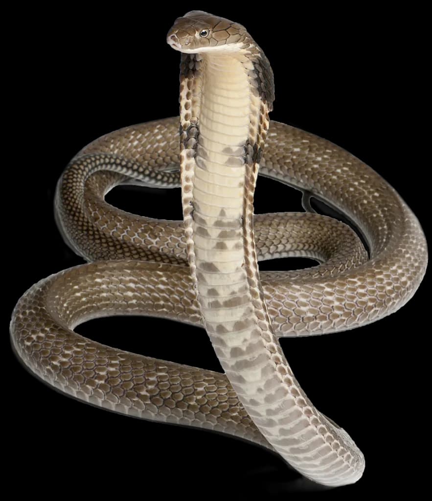 Cobra-Snake-PNG-Pic