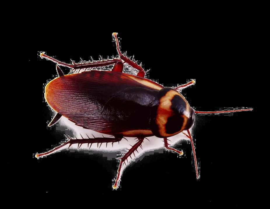 Cockroach-PNG-Background