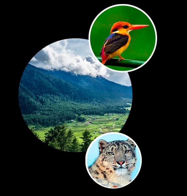 Collared-Bush-Robin-PNG-Pic