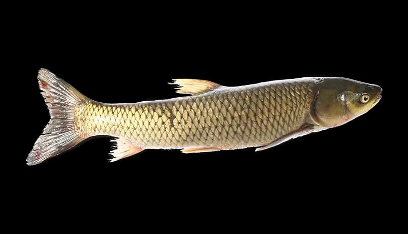 Common-Bream-PNG-Isolated-File