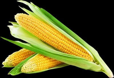 Corn Cob PNG