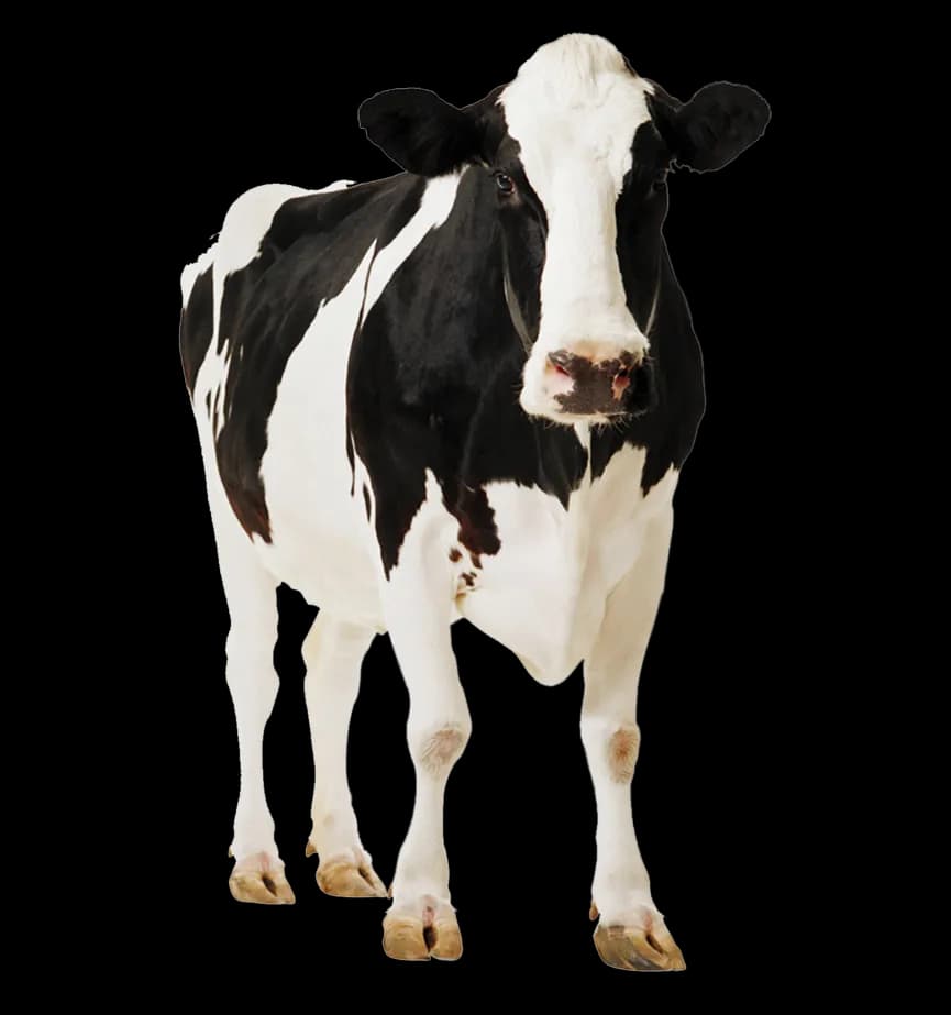 Cow-PNG-Clipart-1