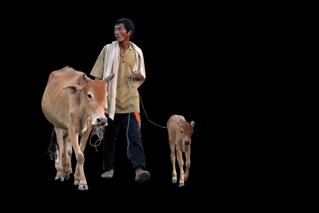 Cow, Ruminant, Dairy, Pasture, Farm PNG