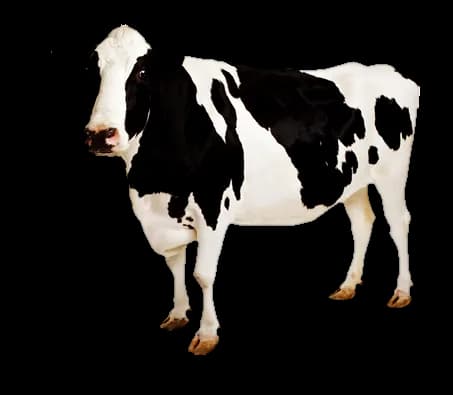 Cow, Animal, Milk, Agriculture, Bovine PNG