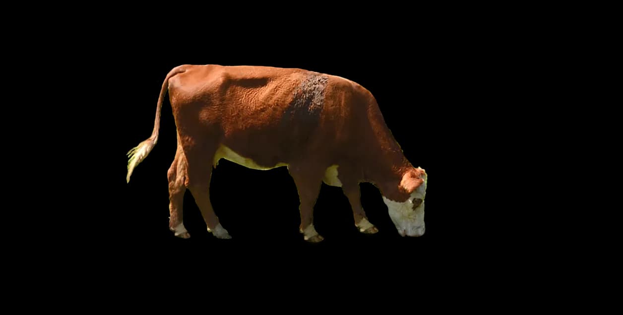 Cow, Farm, Grazing, Moo, Bovine PNG