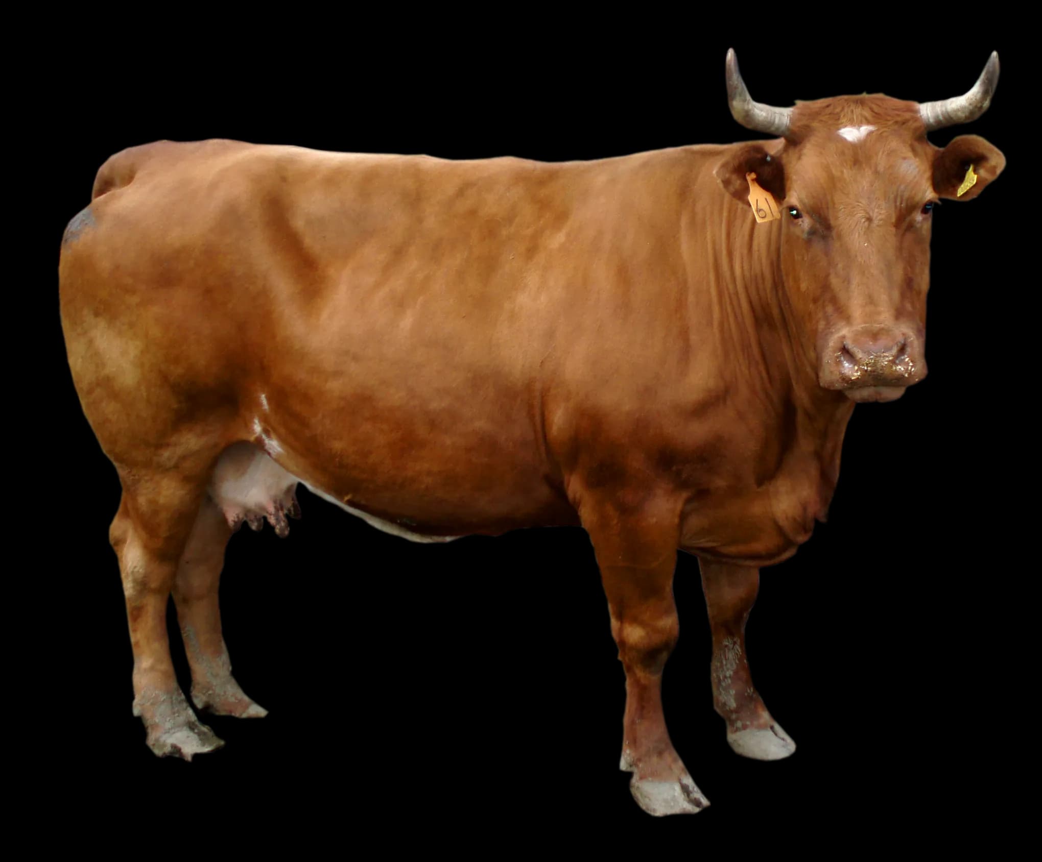Cow-Transparent-PNG