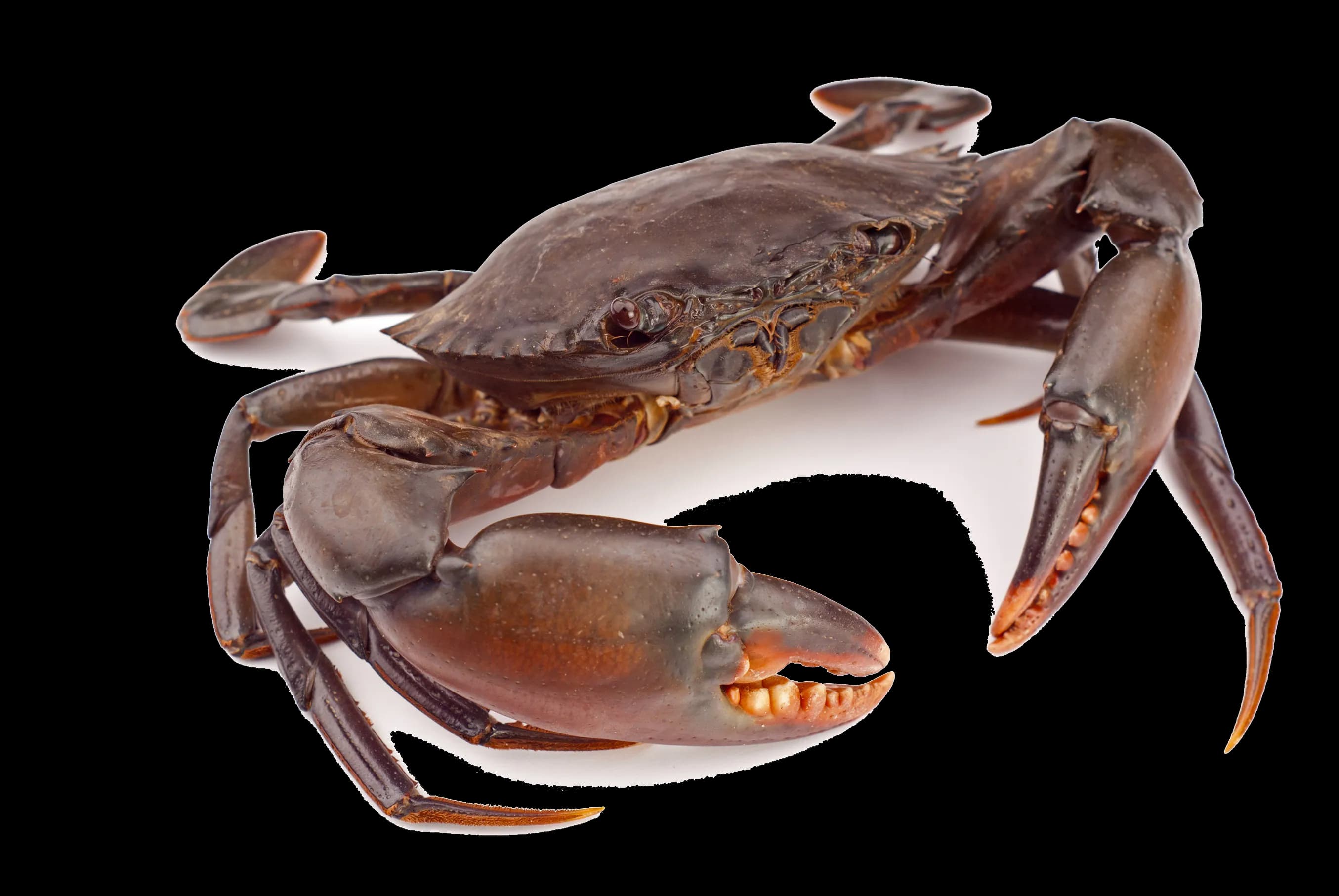 Crab-PNG-Clipart