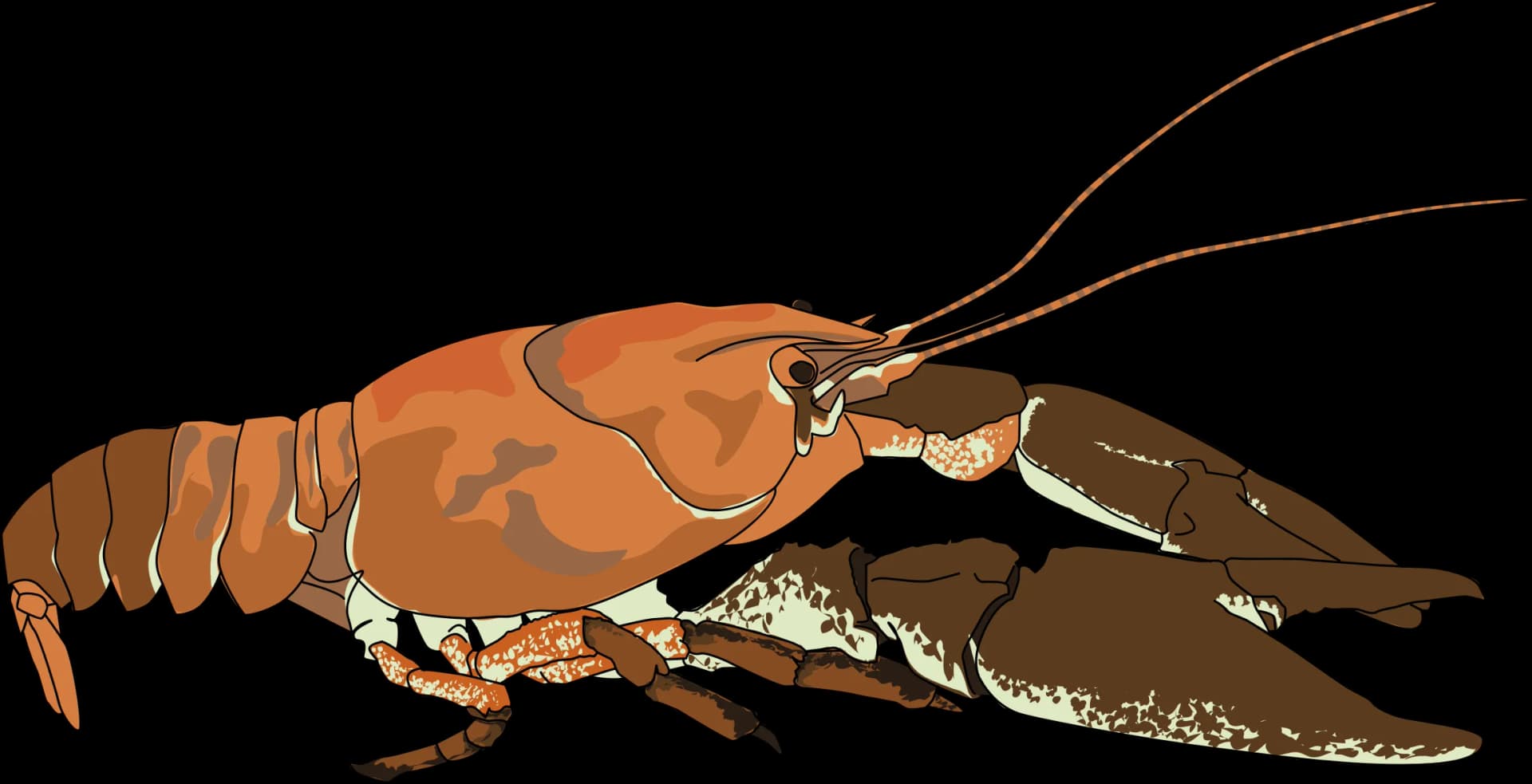 Crawfish, Boil, Cajun, Festive, Seafood PNG