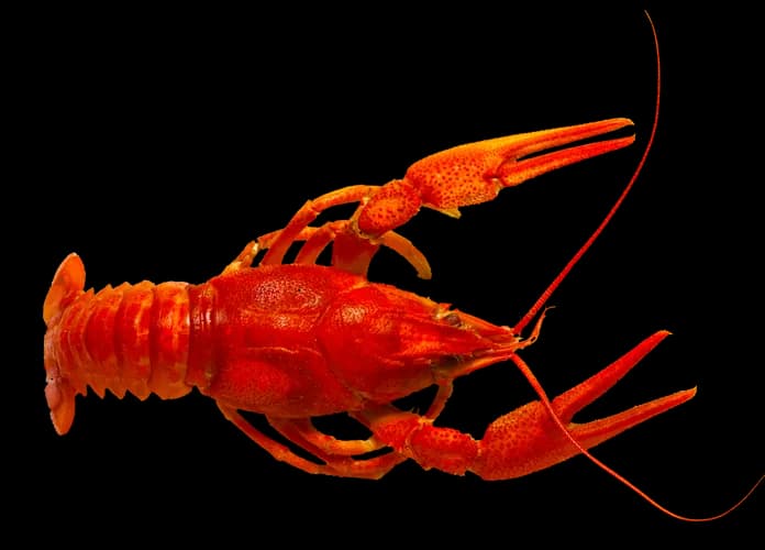 Crawfish-PNG-Photo