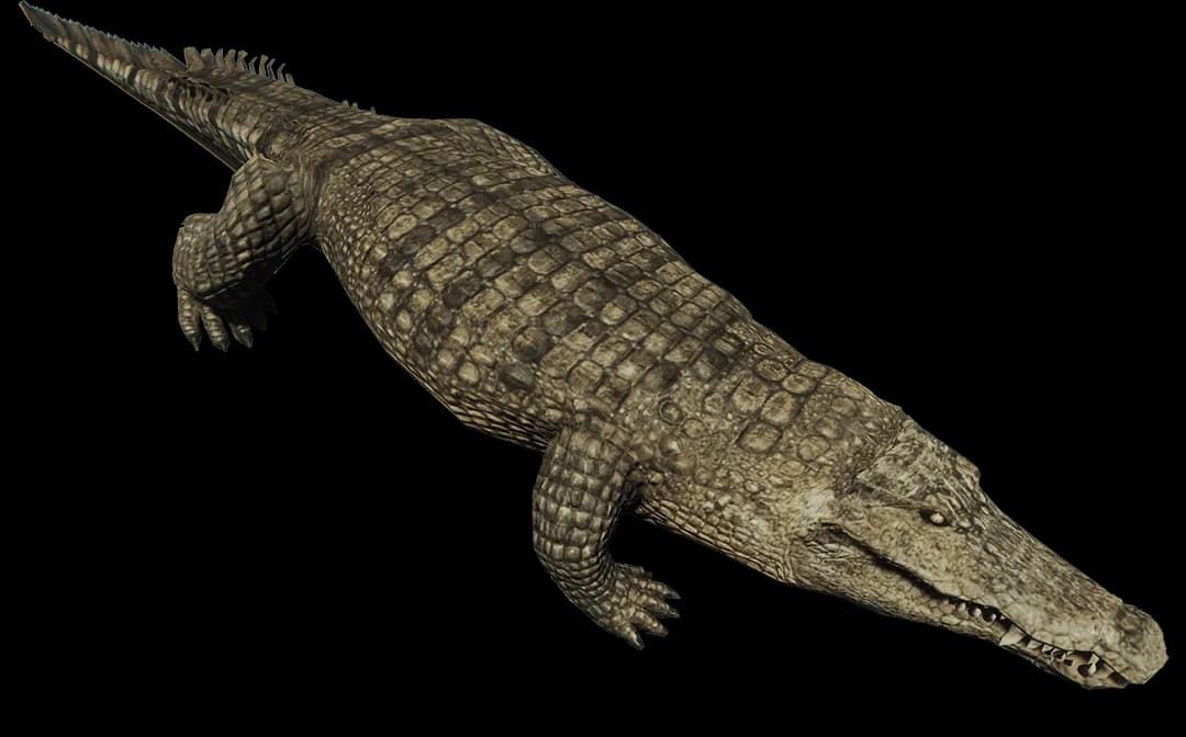 Crocodile, Teeth, Aquatic, Habitat, Scales PNG