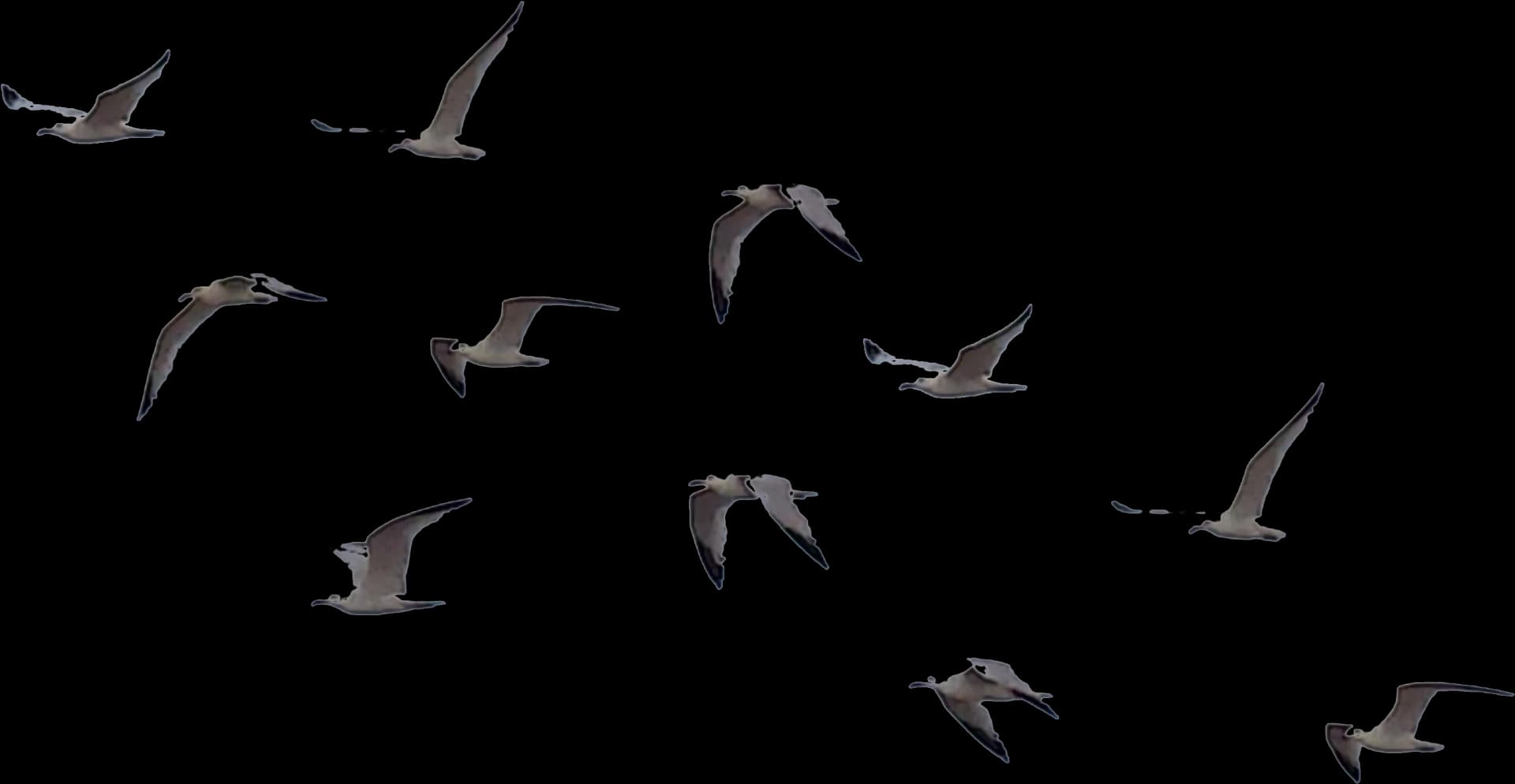 Crows, Nature, Wildlife, Mystery, Flock PNG