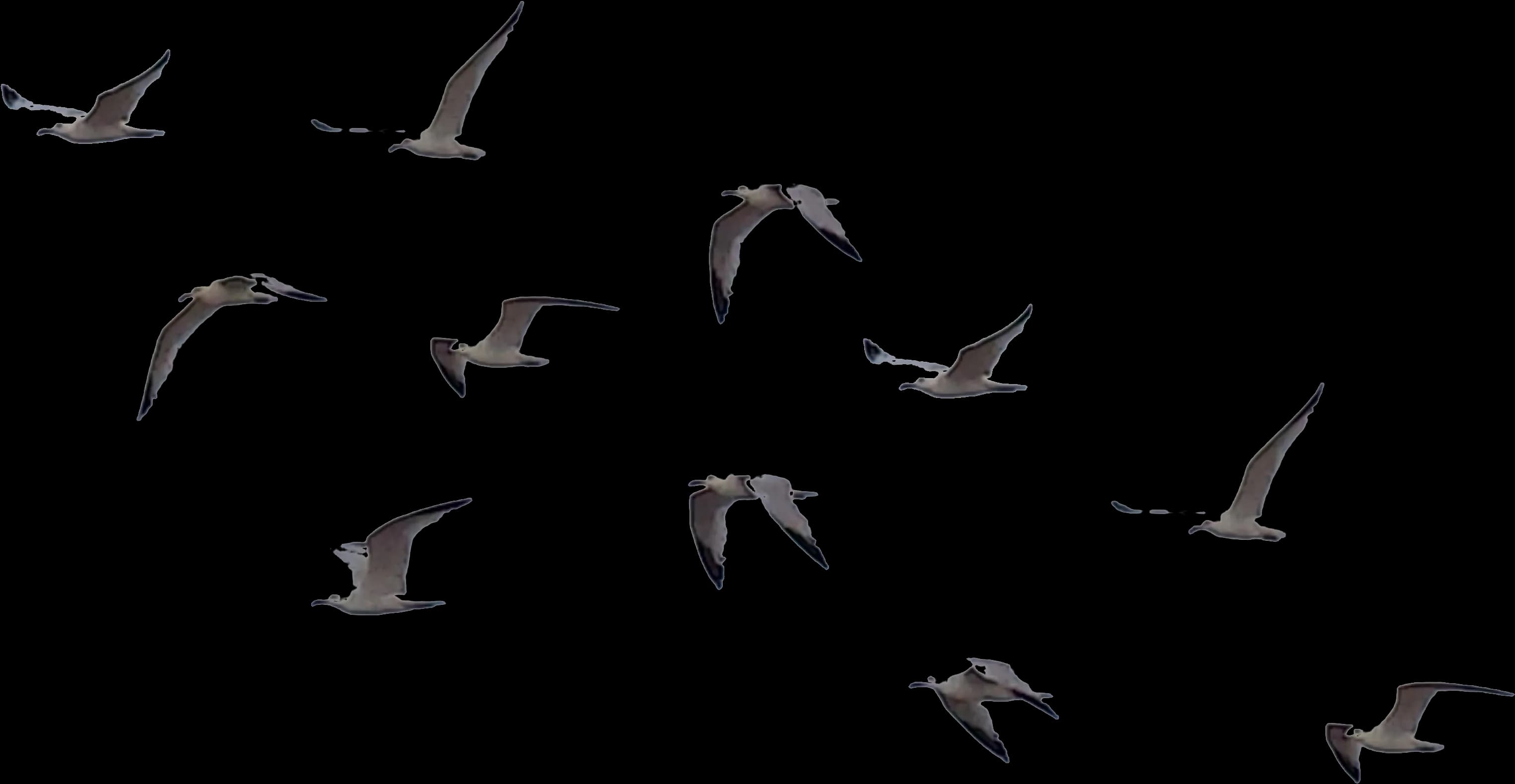 Crows-Download-PNG-Image