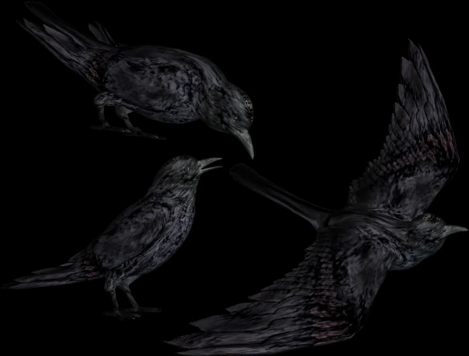Crows, Intelligent, Wildlife, Mysterious, Flock PNG