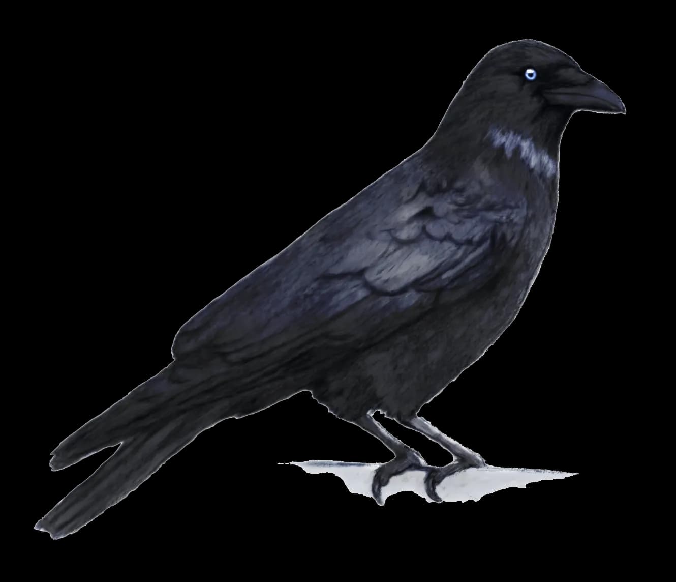 Crows-PNG-HD-Isolated