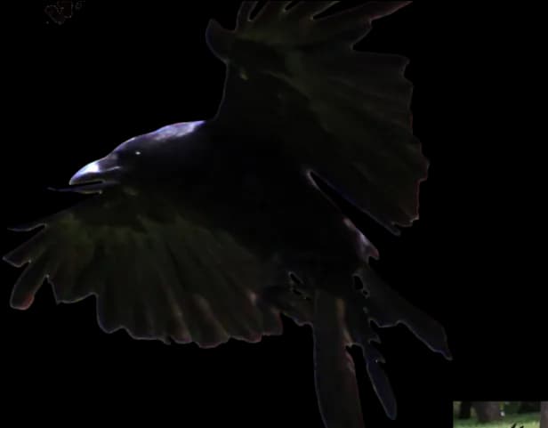 Crows-PNG-HD