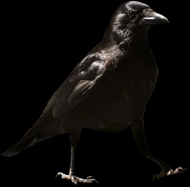 Crows-PNG-Isolated-File