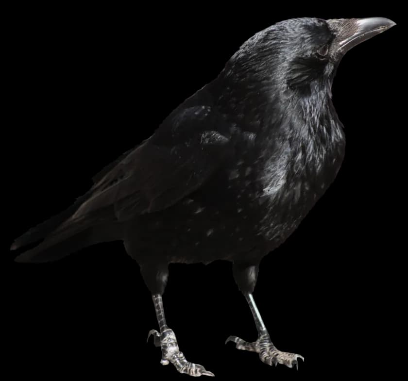 Crows-PNG-Isolated-Image