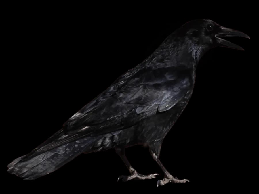 Crows-PNG-Isolated-Pic