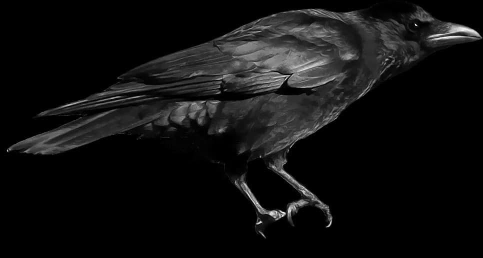 Crows-Transparent-PNG