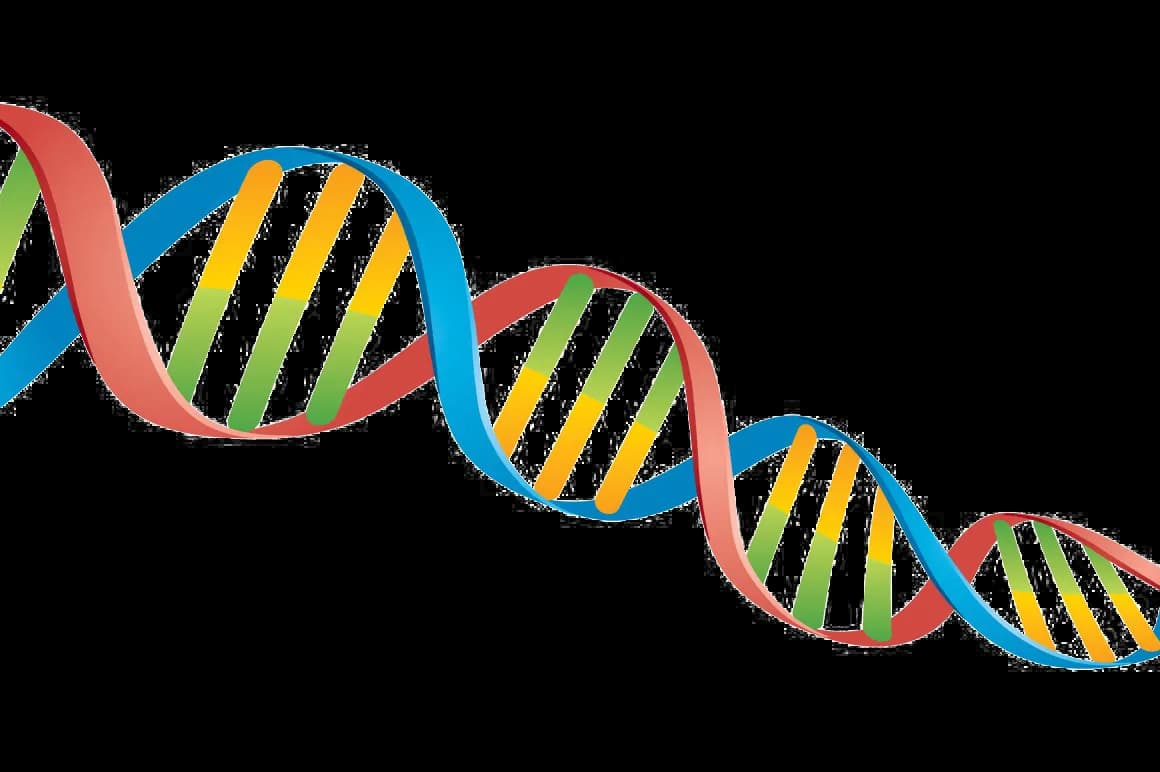 DNA-PNG-Transparent-Image