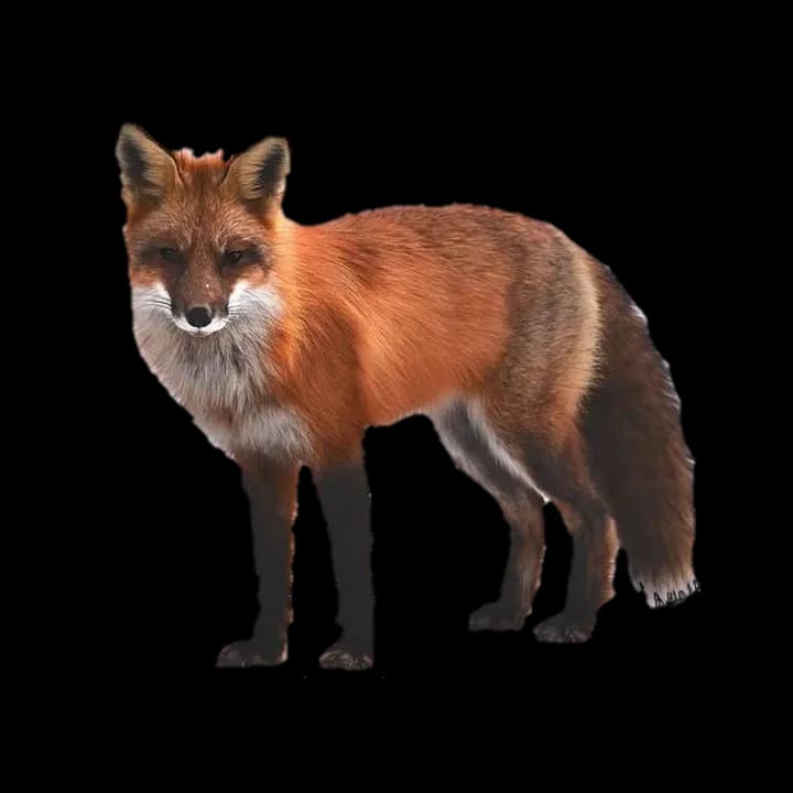 Dhole-PNG-Clipart