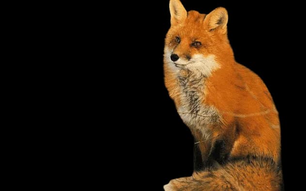 Dhole-PNG-File