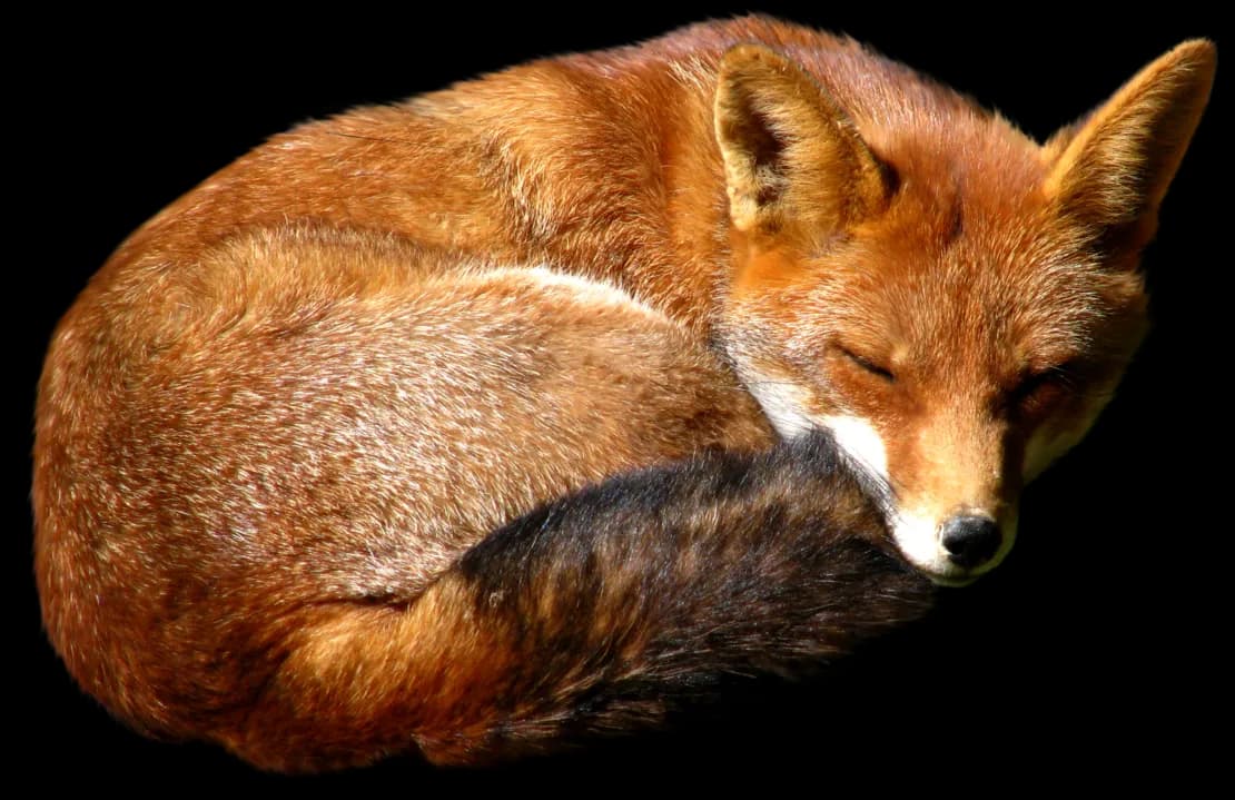 Dhole-PNG-HD-Isolated