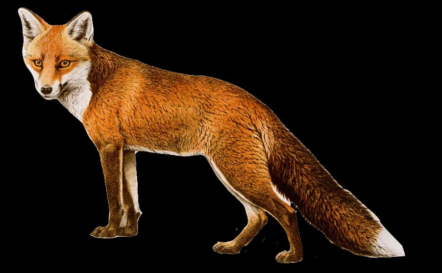 Dhole-PNG-Isolated-File