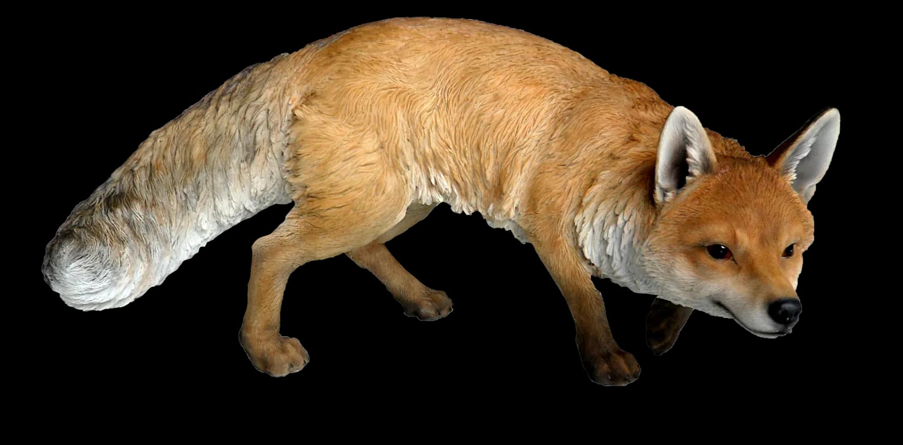 Dhole-PNG-Photos