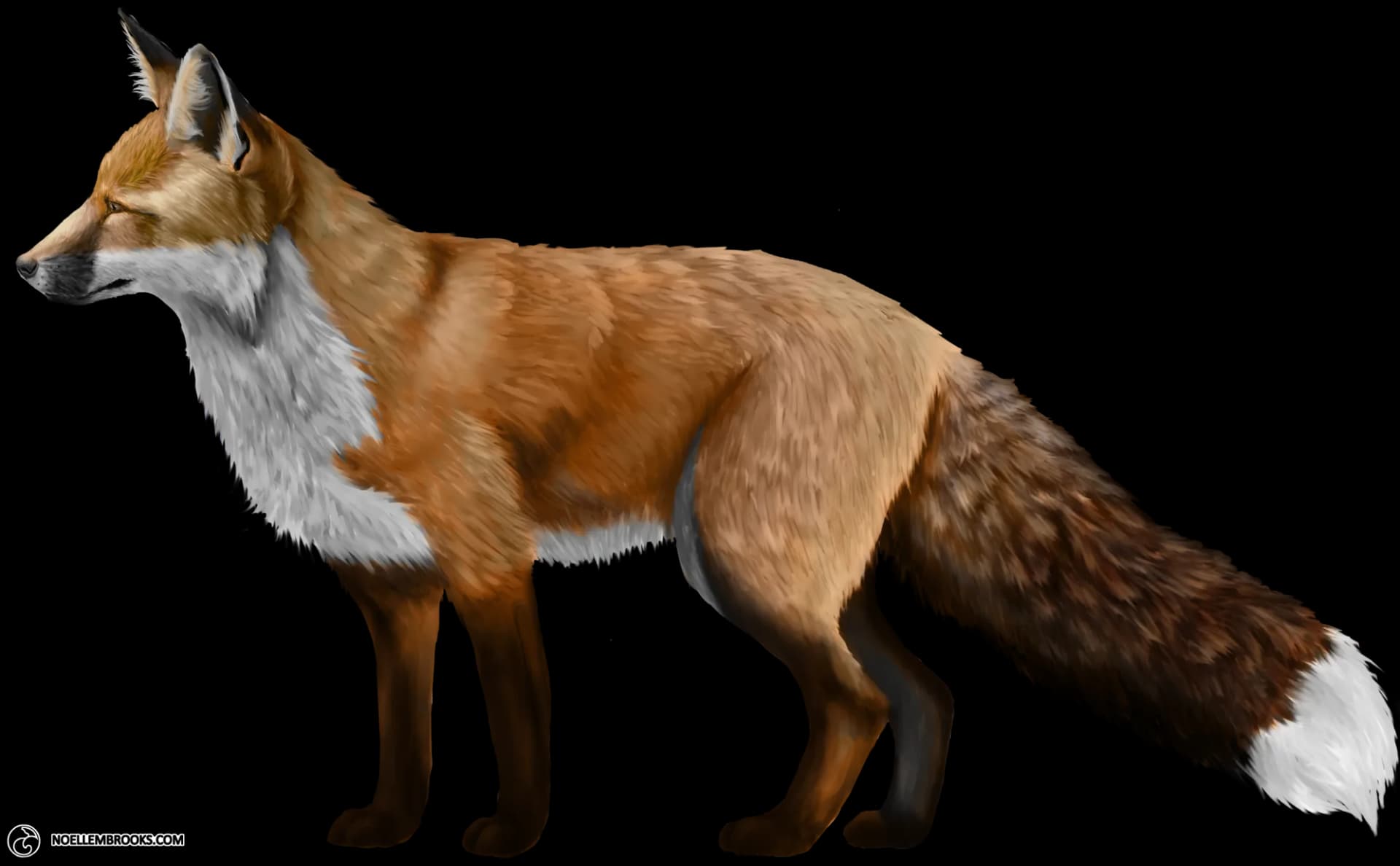 Dhole, Wild Dog, Forest Dweller, Carnivorous Mammal, Indian Canid PNG