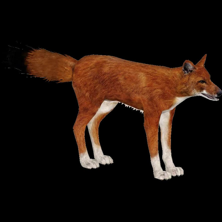 Dhole-PNG-Transparent