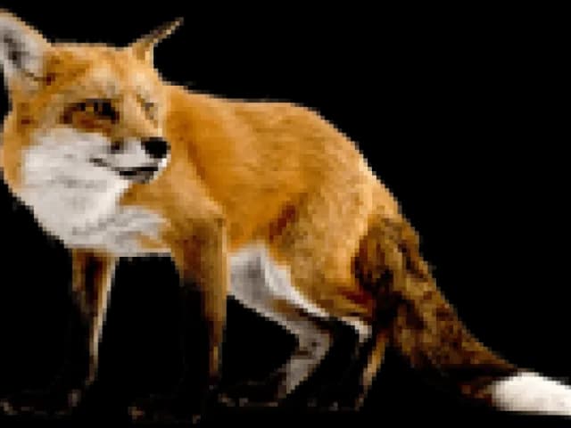 Dhole-PNG