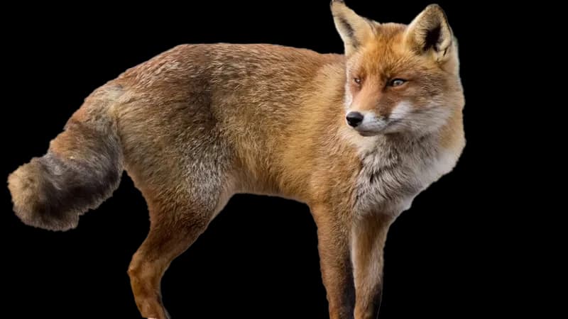 Dhole-Transparent-PNG