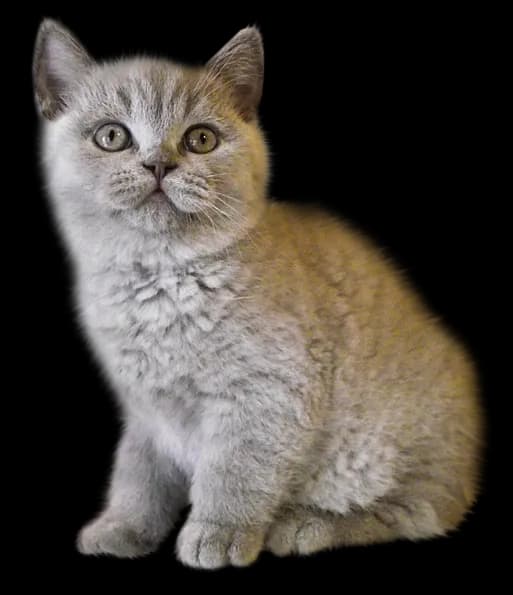 Domestic-Kitten-PNG-Photos