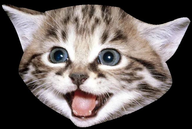 Domestic-Kitten-PNG-Picture