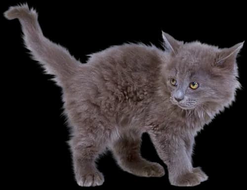 Domestic-Kitten-PNG-Transparent-Image
