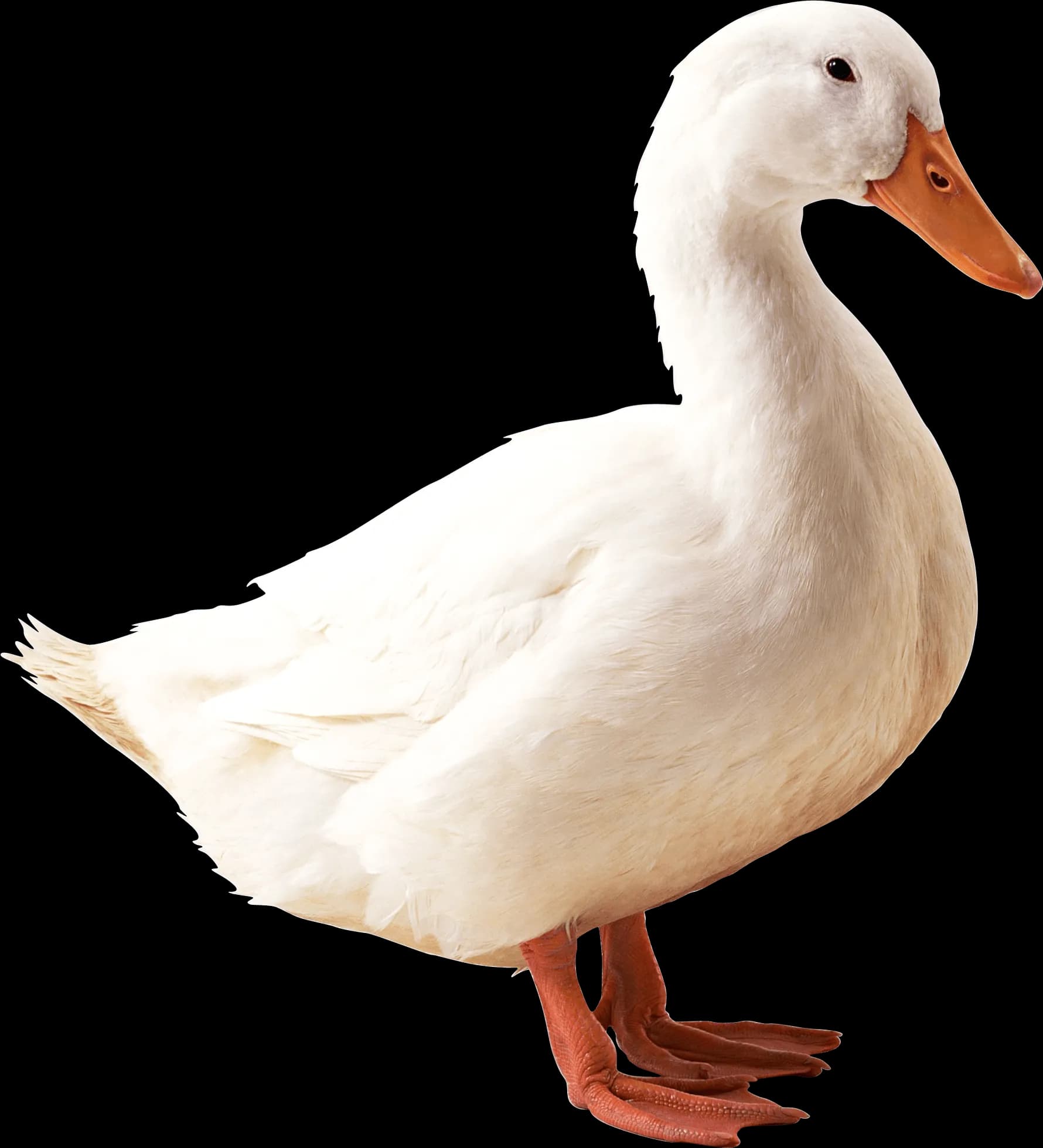 Duck PNG Photos