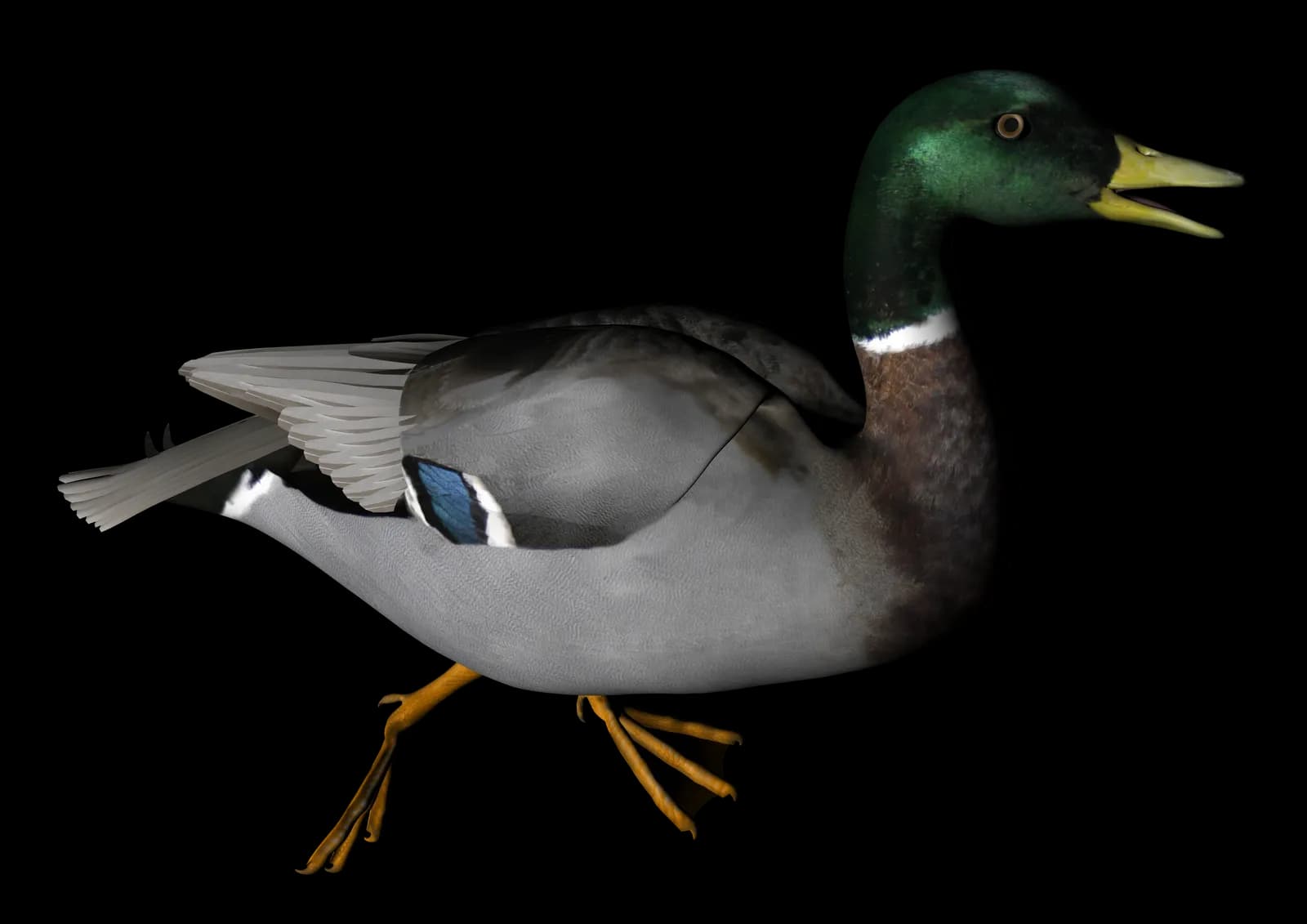 Duck PNG Transparent Image