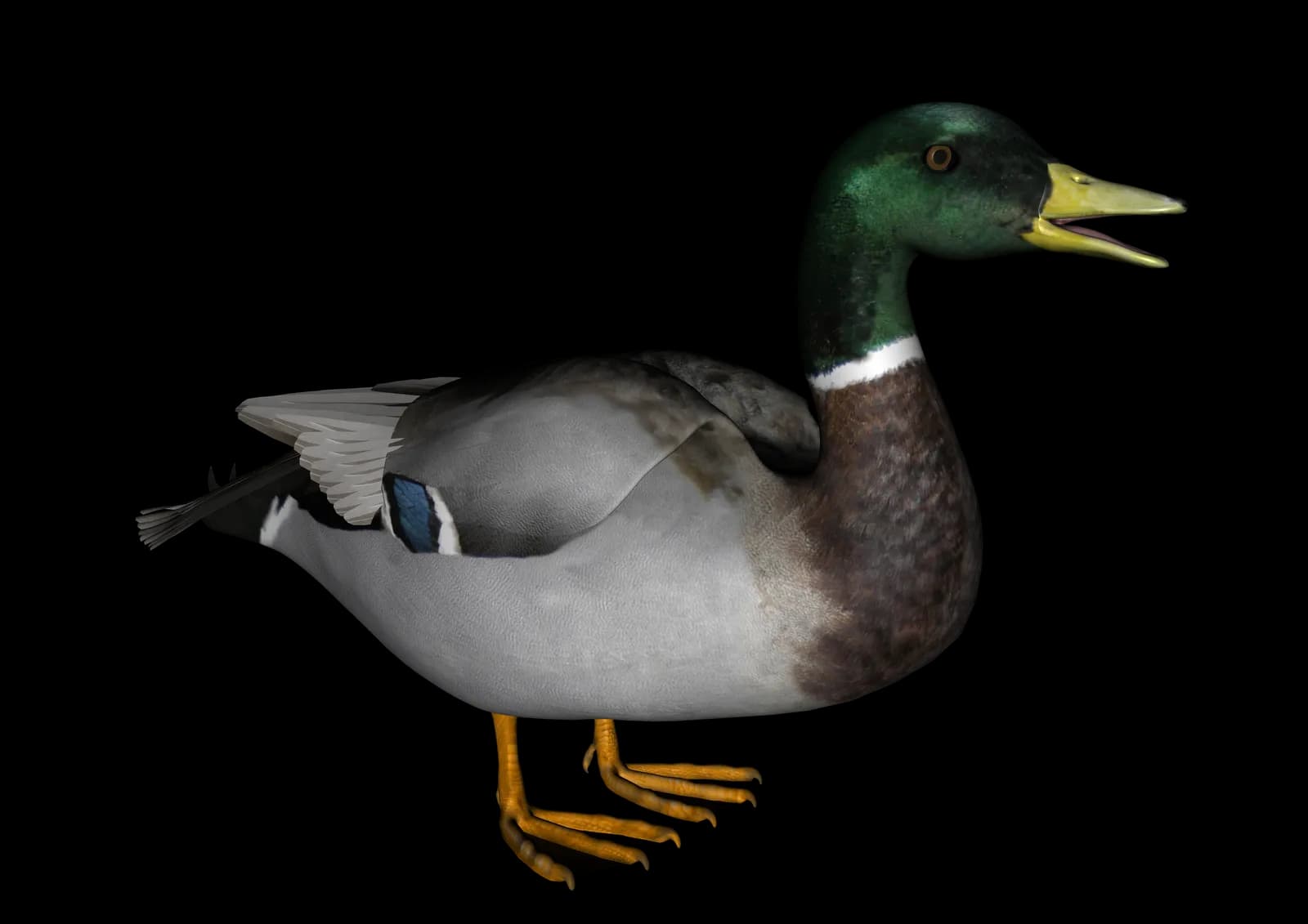 Duck Transparent Background