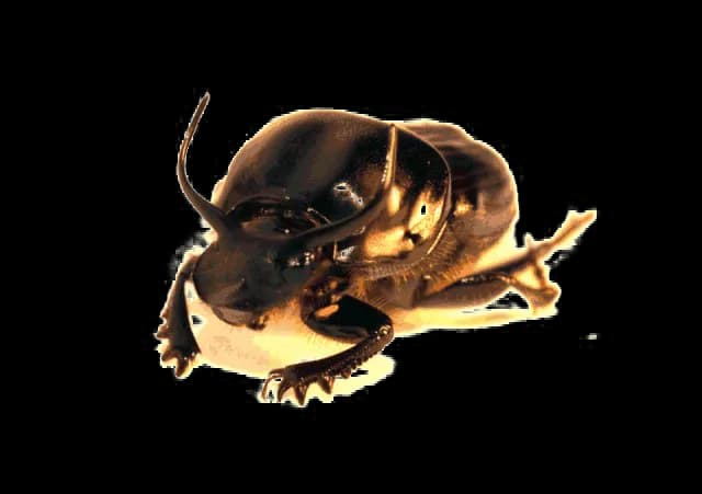 Dung-Beetle-PNG-Clipart
