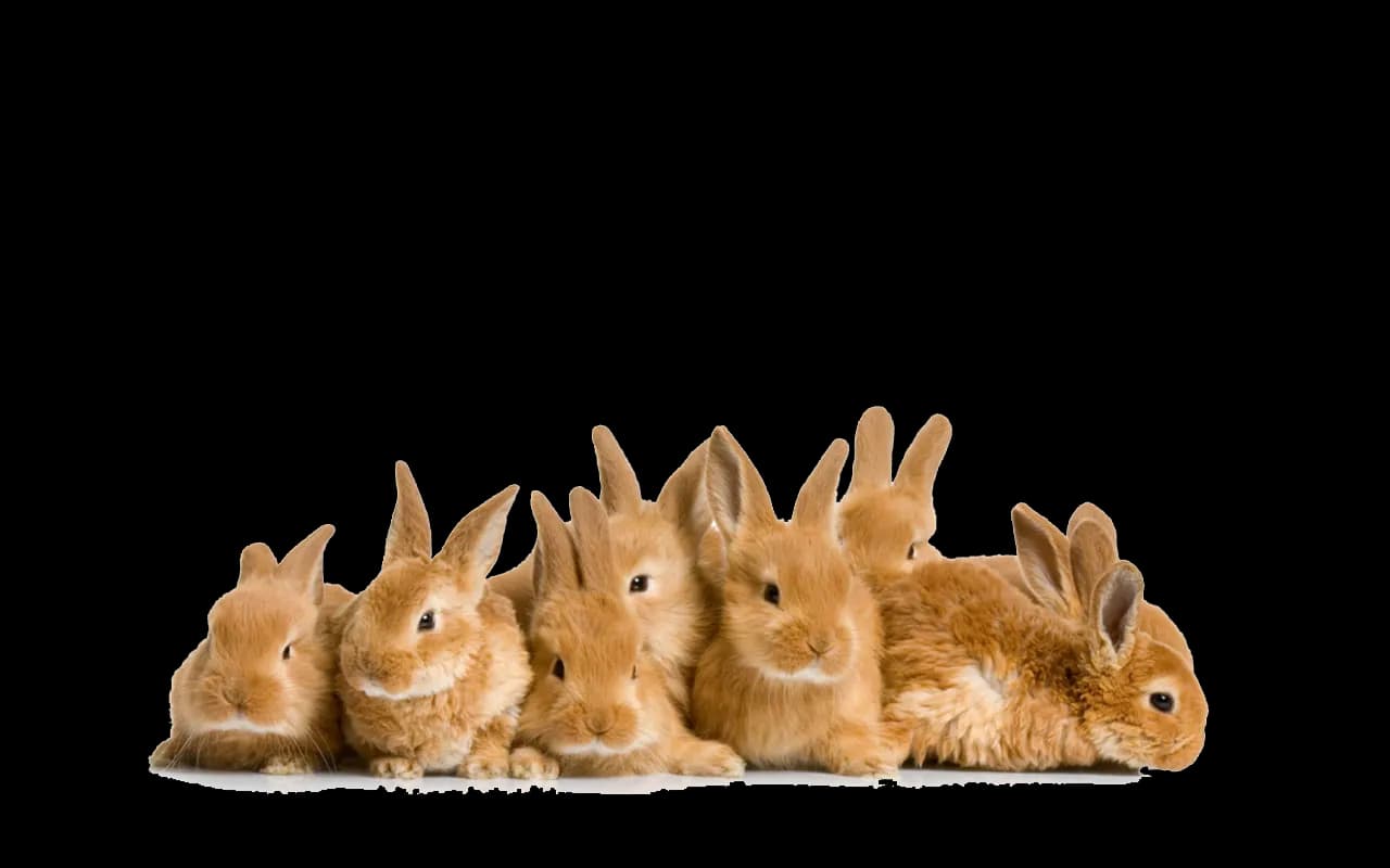 Easter-Rabbit-PNG-File