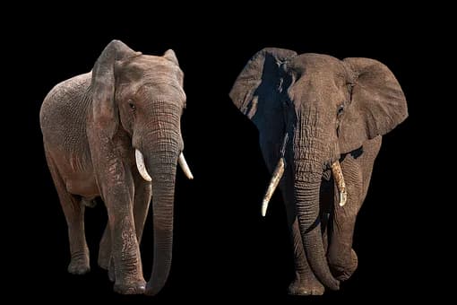 Elephant-Shrew-PNG-HD