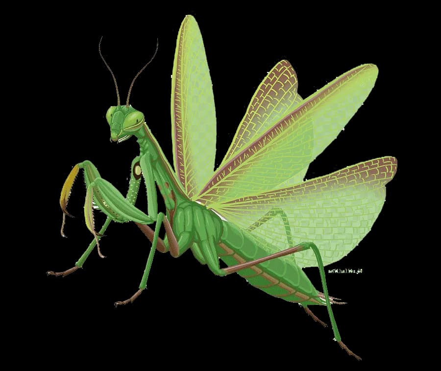 European-Mantis-Transparent-Images-PNG