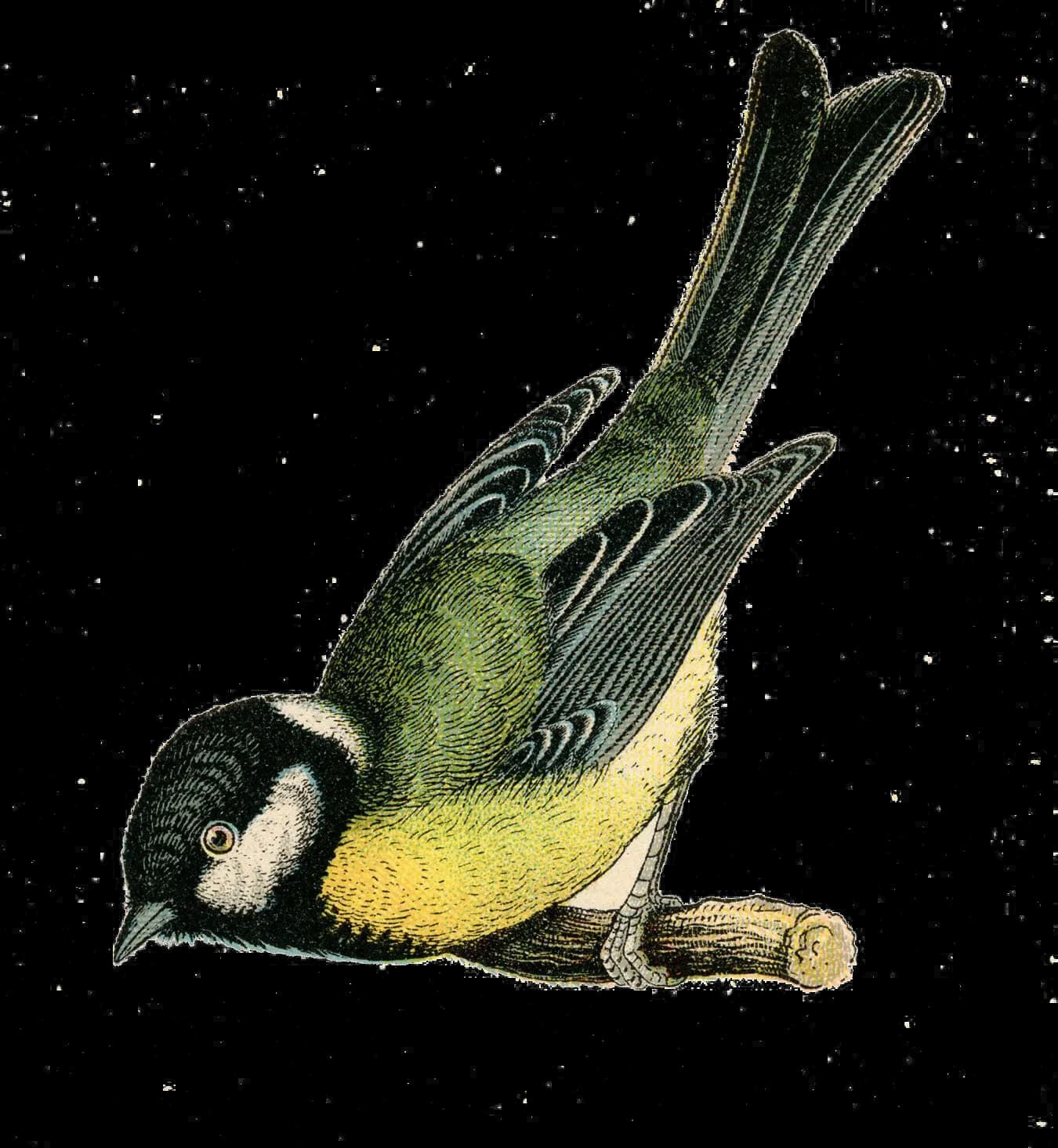 Fairy Bird, Wings, Whimsical, Beautiful, Enchanted PNG