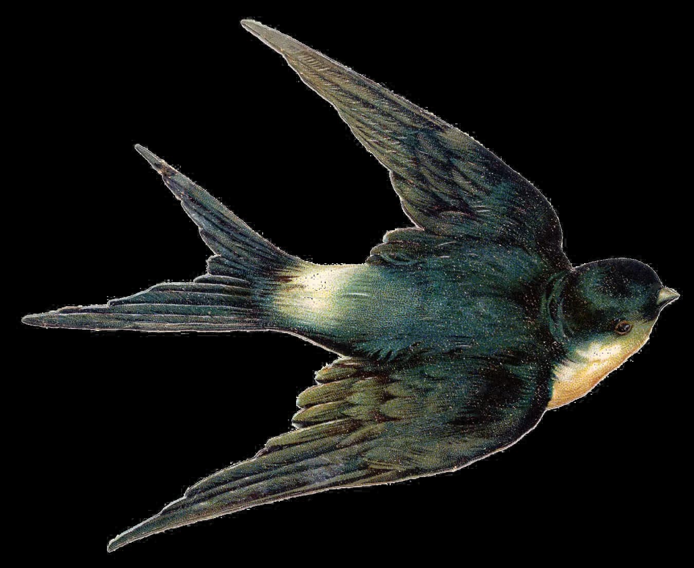 Fairy Bird, Creatures, Nature, Magic, Enchantment PNG